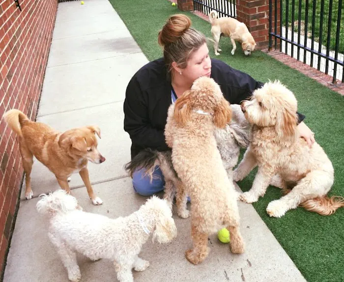 Carolinas Veterinary Medical Hospital Picture 2