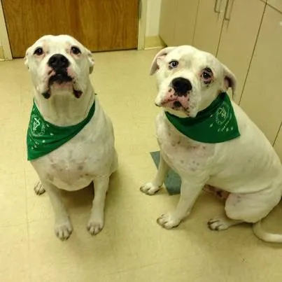 Carolinas Veterinary Medical Hospital Picture 5