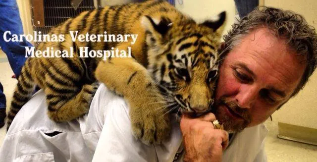 Carolinas Veterinary Medical Hospital Picture 3