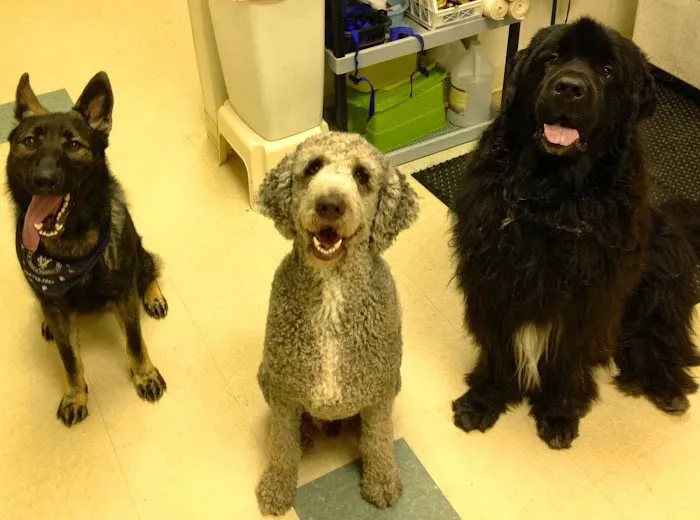 Carolinas Veterinary Medical Hospital Picture 9