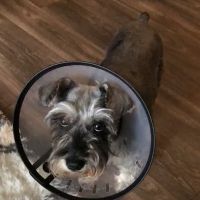 St Francis Hospital For Animals ico