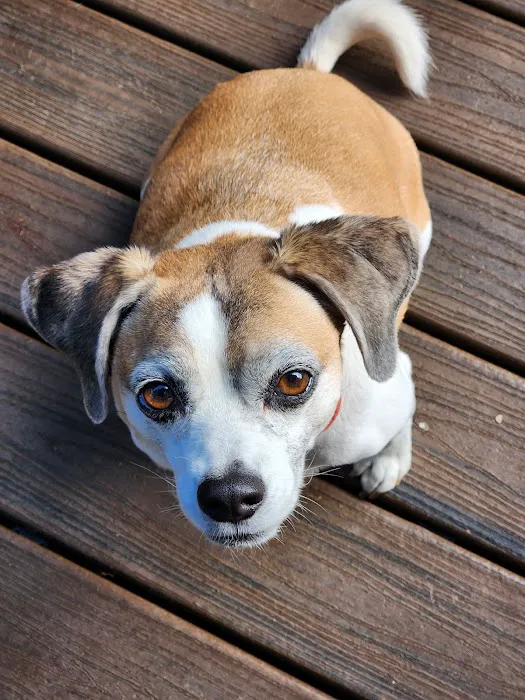 Whole Pet Veterinary Hospital - South Charlotte Picture 8