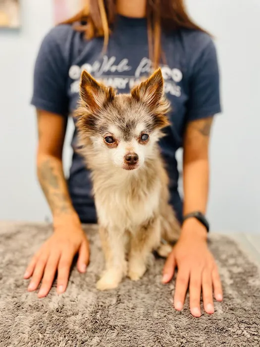 Whole Pet Veterinary Hospital - South Charlotte Picture 4
