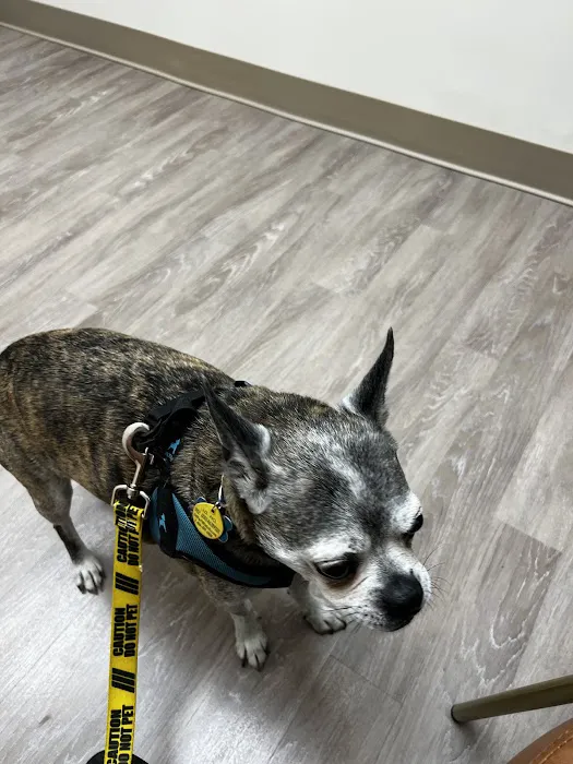 Whole Pet Veterinary Hospital - South Charlotte Picture 10