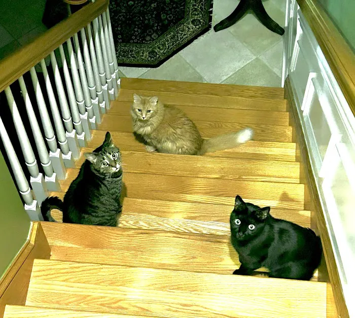 Atrium Animal Hospital Picture 7