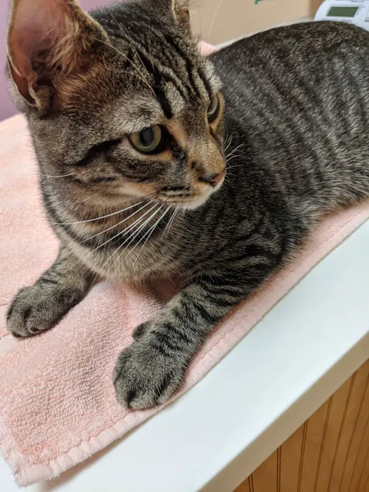 4 Seasons Cat Hospital Picture 3