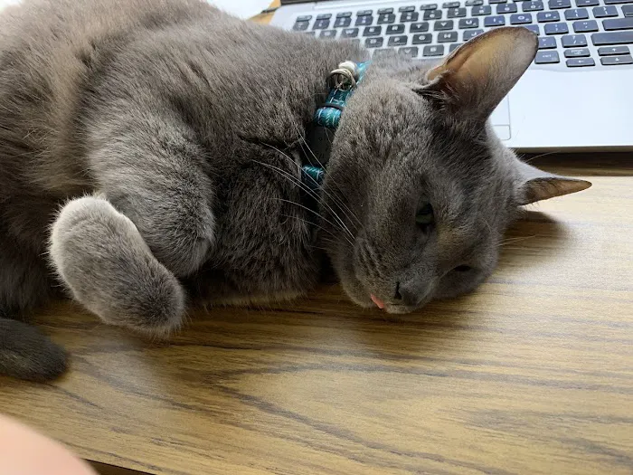 4 Seasons Cat Hospital Picture 1