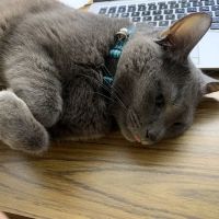 4 Seasons Cat Hospital ico