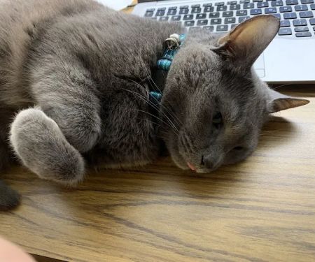 4 Seasons Cat Hospital