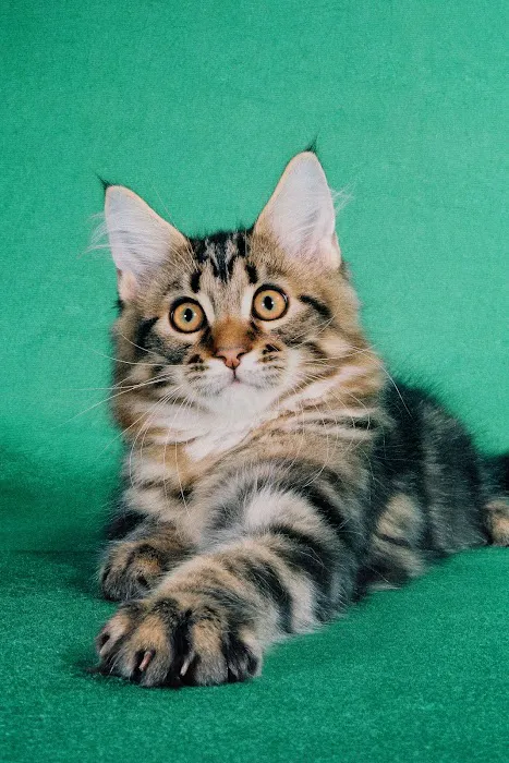 4 Seasons Cat Hospital Picture 2