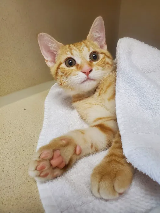 4 Seasons Cat Hospital Picture 4