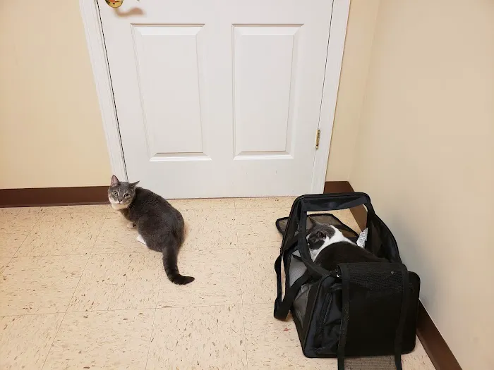4 Seasons Cat Hospital Picture 9