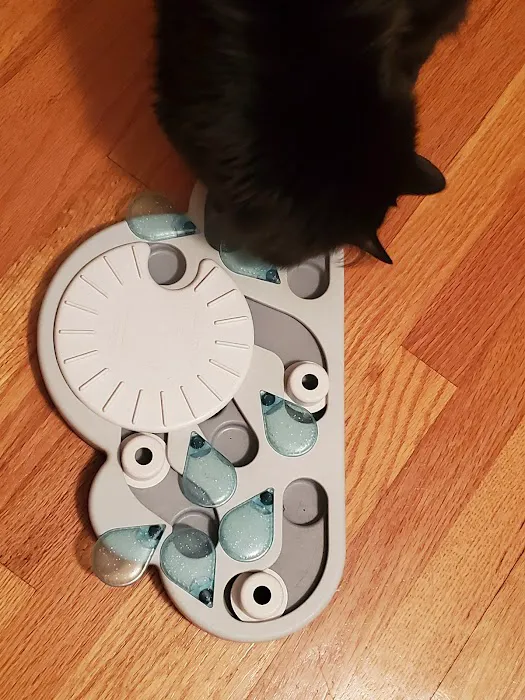 4 Seasons Cat Hospital Picture 7