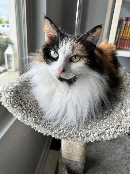4 Seasons Cat Hospital Picture 10