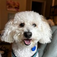 Banfield Pet Hospital ico