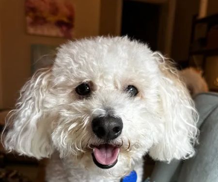 Banfield Pet Hospital