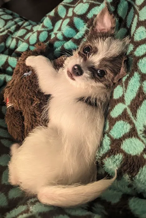 Banfield Pet Hospital Picture 7