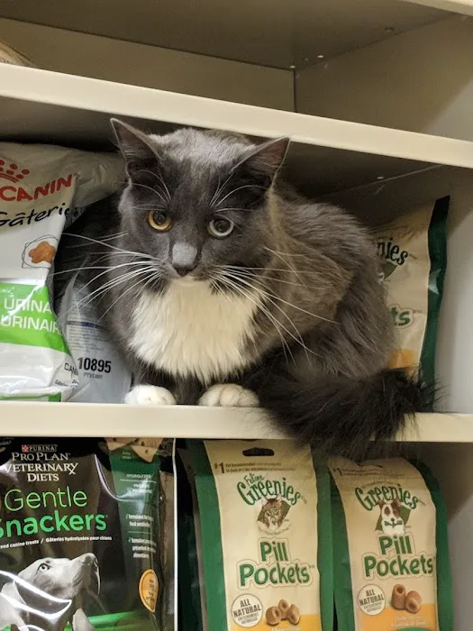 Southern Paws Animal Hospital Picture 2