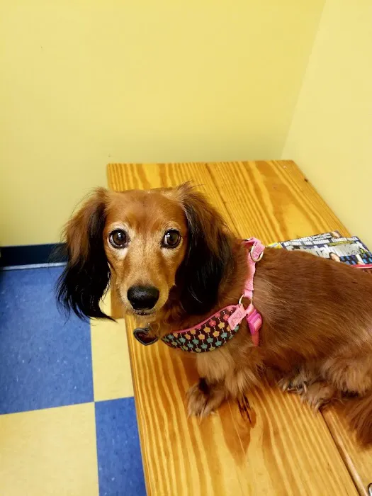Southern Paws Animal Hospital Picture 1