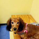 Southern Paws Animal Hospital
