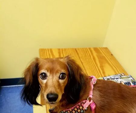 Southern Paws Animal Hospital