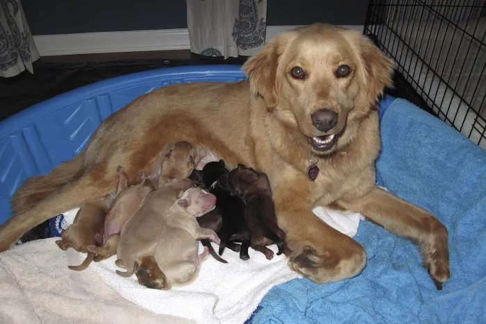 Southern Paws Animal Hospital Picture 7