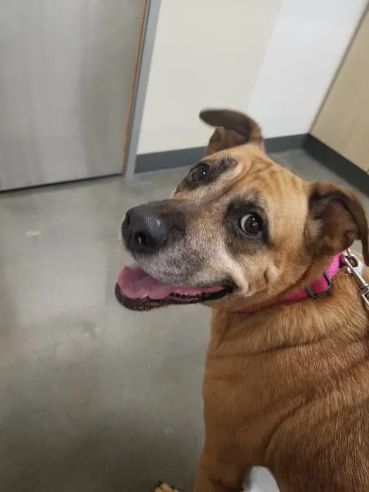 Vetco Total Care Animal Hospital Picture 10
