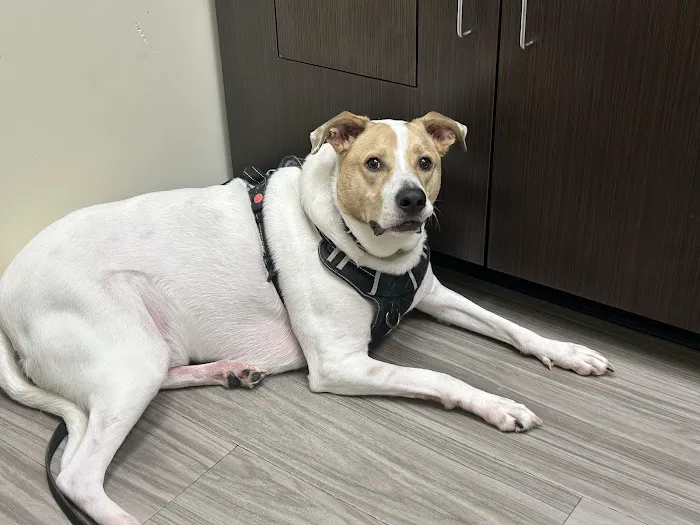 Sun City Animal Hospital Indian Land Fort Mill Vet Picture 1