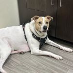 Sun City Animal Hospital Indian Land Fort Mill Vet