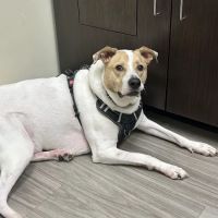 Sun City Animal Hospital Indian Land Fort Mill Vet ico