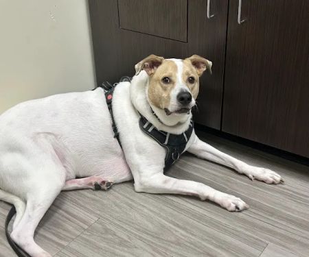 Sun City Animal Hospital Indian Land Fort Mill Vet