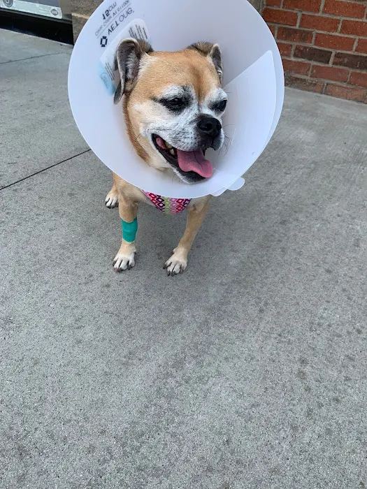 Sun City Animal Hospital Indian Land Fort Mill Vet Picture 6