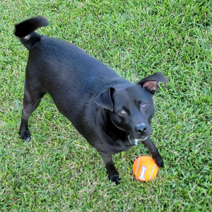 Sun City Animal Hospital Indian Land Fort Mill Vet Picture 2