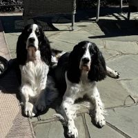 CityVet | Marvin ico