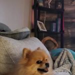 Banfield Pet Hospital