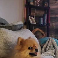 Banfield Pet Hospital ico