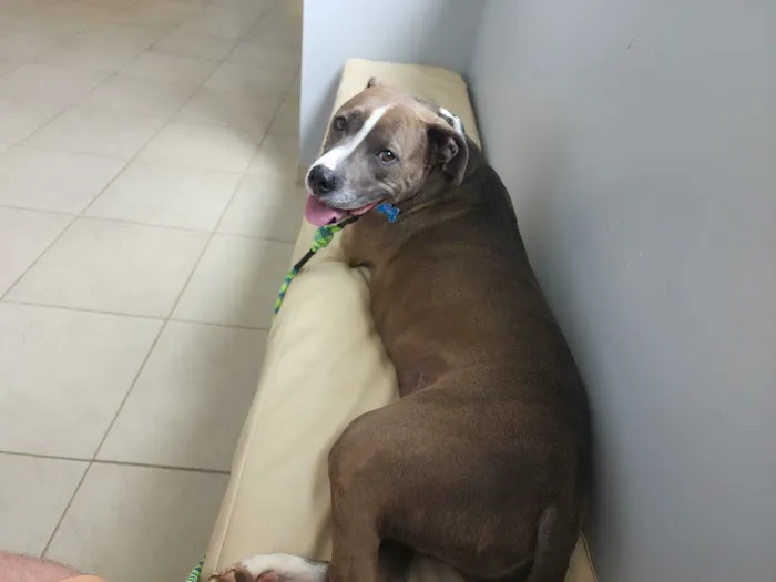 VCA Indian Land Animal Hospital Picture 4