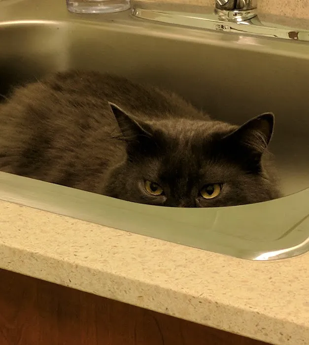 VCA Indian Land Animal Hospital Picture 9