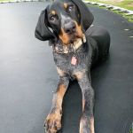 Fort Lawn Animal Hospital LLC