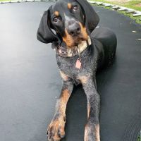 Fort Lawn Animal Hospital LLC ico