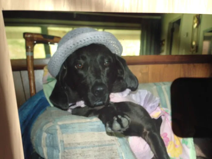 Fort Lawn Animal Hospital LLC Picture 7