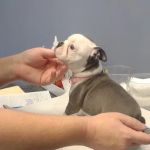Carolina Place Animal Hospital