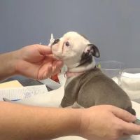 Carolina Place Animal Hospital ico