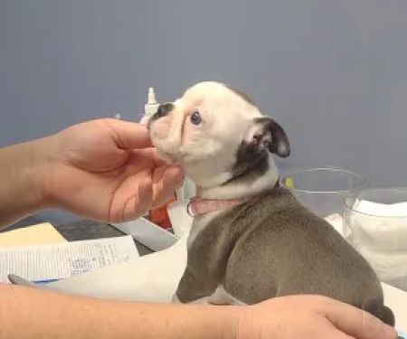 Carolina Place Animal Hospital