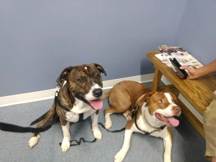 Carolina Place Animal Hospital Picture 5