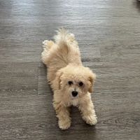 Mixed Pet Veterinary Hospital ico