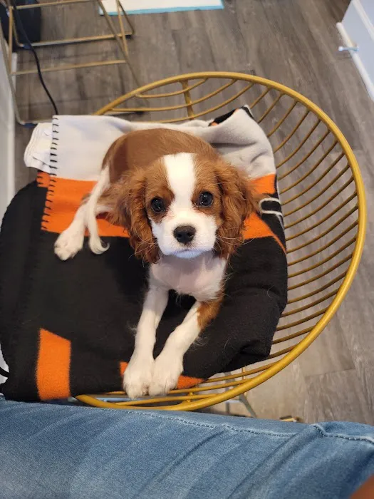 Mixed Pet Veterinary Hospital Picture 2