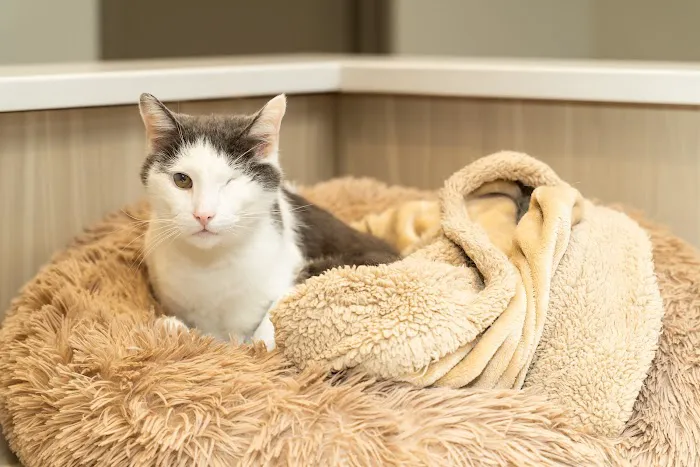 Mixed Pet Veterinary Hospital Picture 5