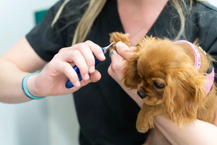 Mixed Pet Veterinary Hospital Picture 9