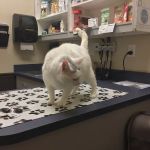 Piper Glen Animal Hospital